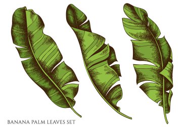 Renkli muz palmiyesi yaprakları.