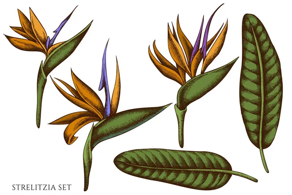 Conjunto vectorial de strelitzia dibujado a mano de color — Vector de stock