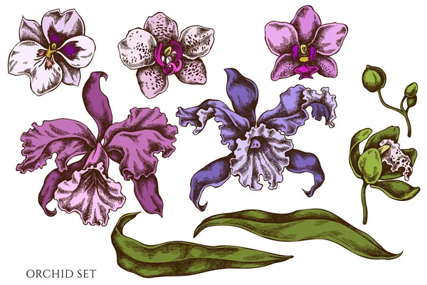 Insieme vettoriale di orchidea colorata disegnata a mano — Vettoriale Stock