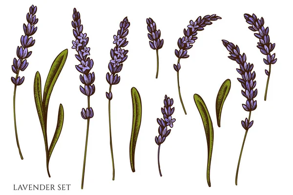Vektor-Set von Hand gezeichnet farbigem Lavendel — Stockvektor