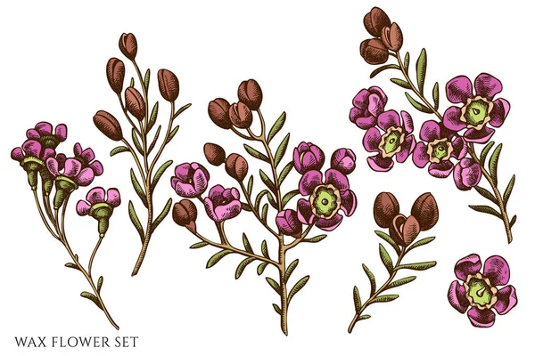 Conjunto vectorial de flor de cera dibujada a mano — Vector de stock
