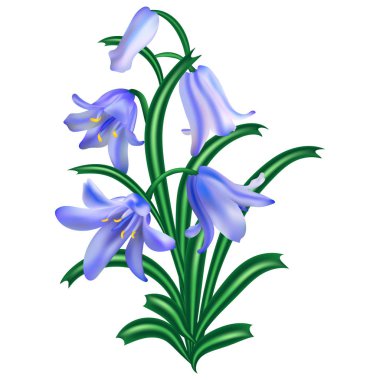 Mavi bellflower bitki