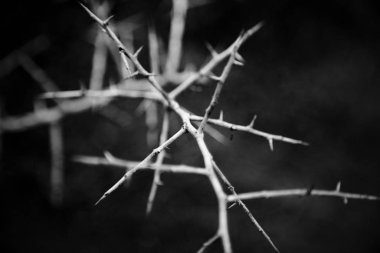 Keskin dikenli ağaç gövdesi karanlıktan çıkıyor