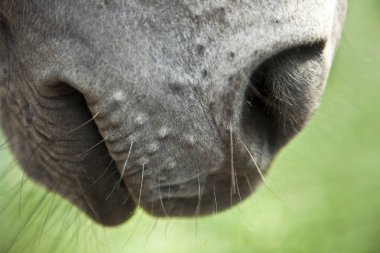 At koşumu sıkıca bağlandı Yarışa hazır