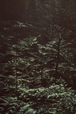 Ormandaki koyu yeşil yapraklardan yansıyan ışık