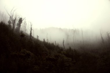 Sis, ormanın tepesinde asılı.