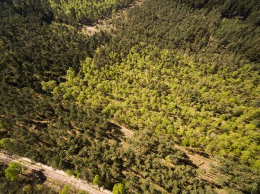 Hava Ormanı Gezegeni