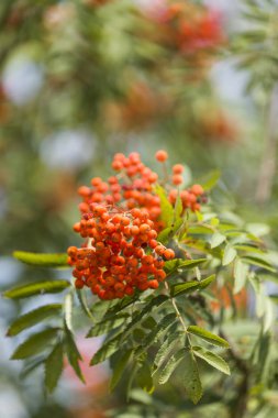 Kırmızı böğürtlenler Vahşi doğada büyüyor