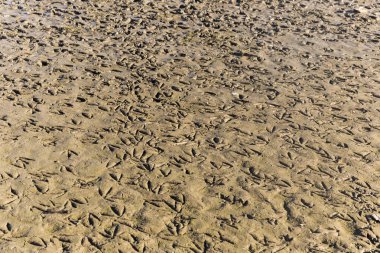 Çamurda yıkanmış kuş ayak izleri.