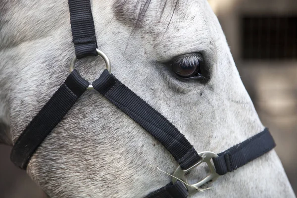 Prachtige witte paardenkop volledig frame — Stockfoto