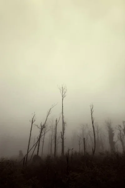Mistige landschap met bomen staan hoog — Stockfoto