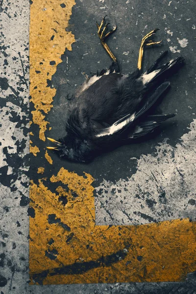 Pájaro muerto tendido en carretera pintada de hormigón distorsionado — Foto de Stock