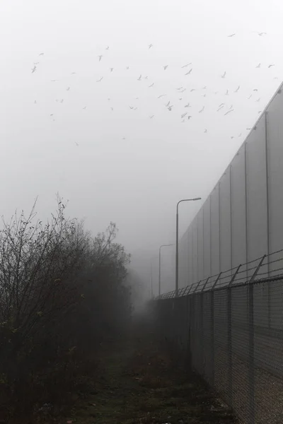 Centenas de aves voando sobre nevoeiro zona industrial da manhã — Fotografia de Stock