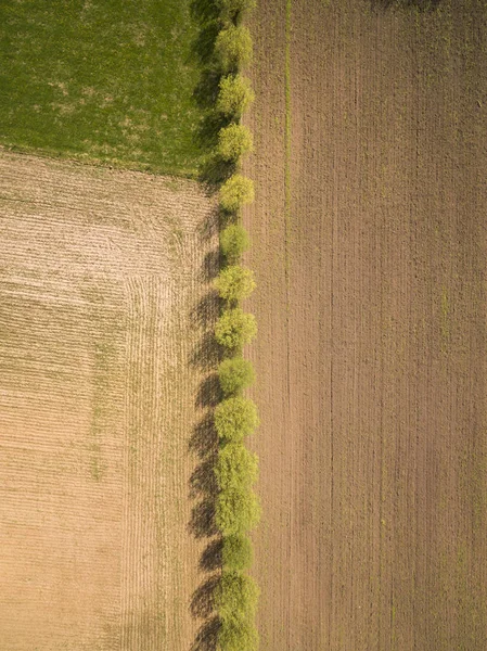 Boomaanplant Verdeling van landbouwgrond — Stockfoto