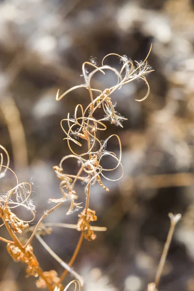 Coiled Dry Plant — Stock Photo, Image