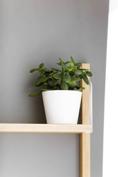 Plante verte en pot assise sur une étagère — Photo