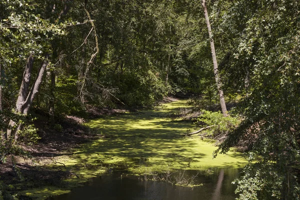 Welcoming Green Swamp — Stock Photo, Image