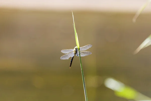 Dragonfly Perched Carefully On Grass Blade — Stock Photo, Image