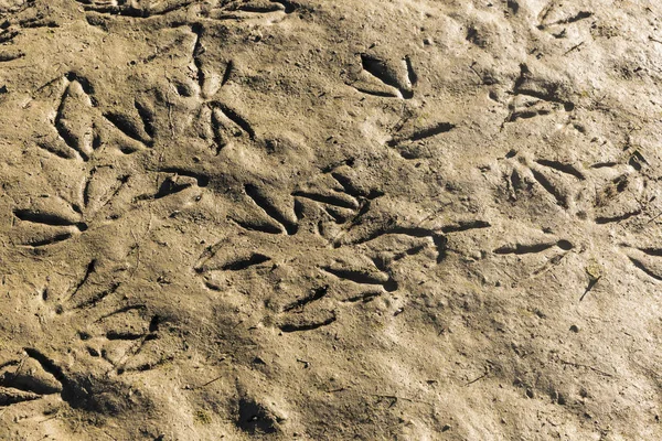 Marcas de aves en el barro — Foto de Stock