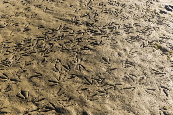 Cientos de huellas de pies de pájaro — Foto de Stock