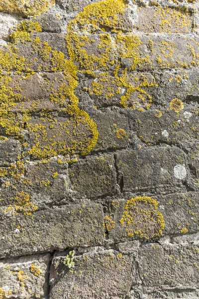 Orange Fungi Growing On Bricks — Stock Photo, Image