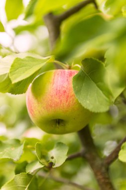 Ağaçtan sarkan Kırmızı Elma