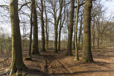Güzel bir günde Orman Toprağı