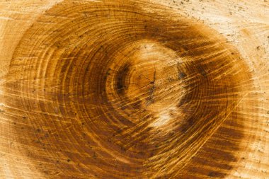 Merkez Ağaç Dokusunun Özelliği Kontrol Edilemez