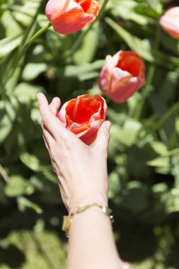 Kızların Eli Kırmızı Lale Arıyor