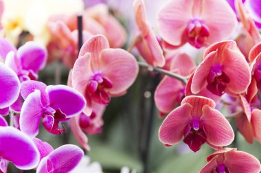 Çeşitli Renkli Xylobium Çiçekleri Birlikte Büyüyor