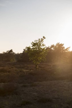 Manzaraya yağan güneş ışığı Öğleden Sonra Işığıyla