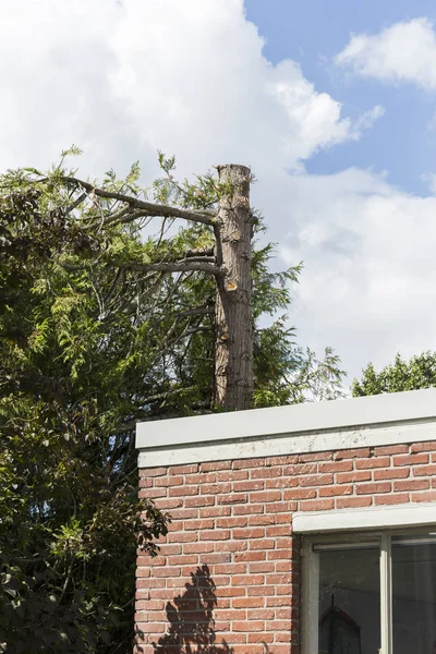 Дивно оброблене дерево поруч з будинком — стокове фото
