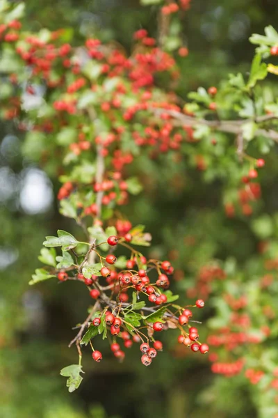 Baies rouges suspendues à un arbre vert — Photo