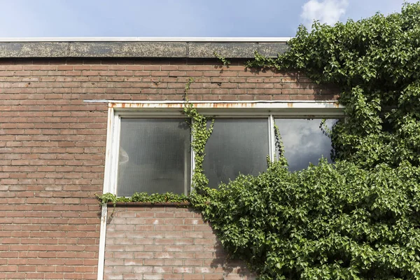 Overwoekerde klimboom bevestigd aan industrieel raam — Stockfoto