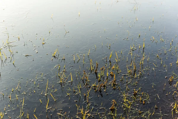 Lame d'erba che puntano attraverso la superficie dell'acqua congelata — Foto Stock