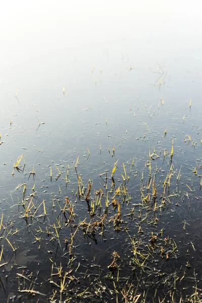 Lames de gazon pointant à travers l'eau gelée alternative de surface — Photo