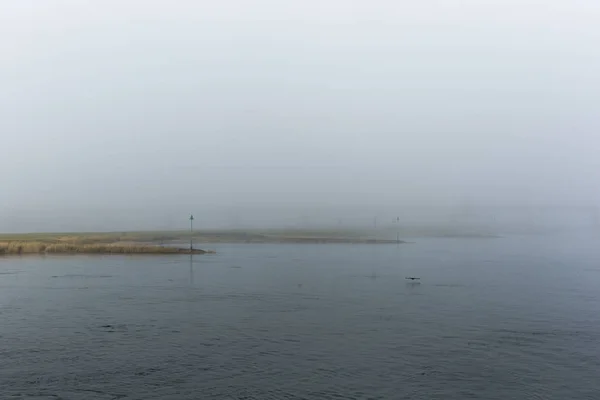 早朝に低敷設霧の中で飛ぶ鳥 — ストック写真
