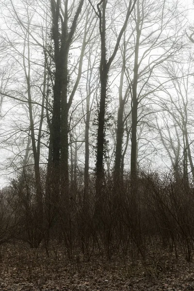 Зловещий лесной пейзаж с туманным окружением — стоковое фото
