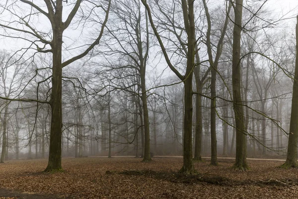 Misty Dead Tree Landscape with Leaves On the Ground — стоковое фото