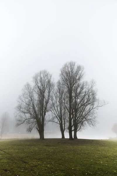 Группа деревьев рядом с туманным озером первым делом утром — стоковое фото