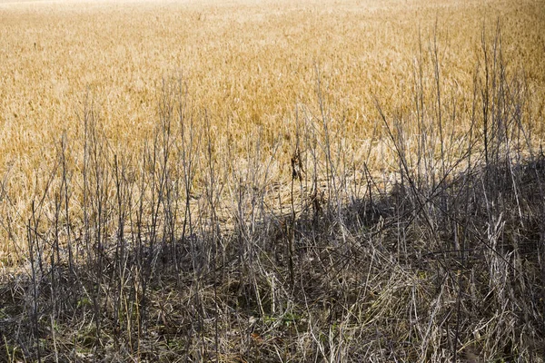 Herbe brûlée à côté de Paddock ouvert — Photo