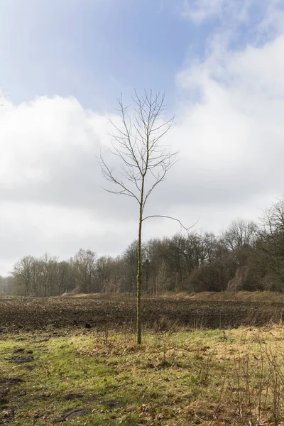 Samotne drzewo stojące na otwartym polu — Zdjęcie stockowe