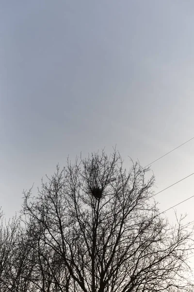 Kuşlar Yuvası Yapraksız Ağacın Üzerinde Oturuyor — Stok fotoğraf