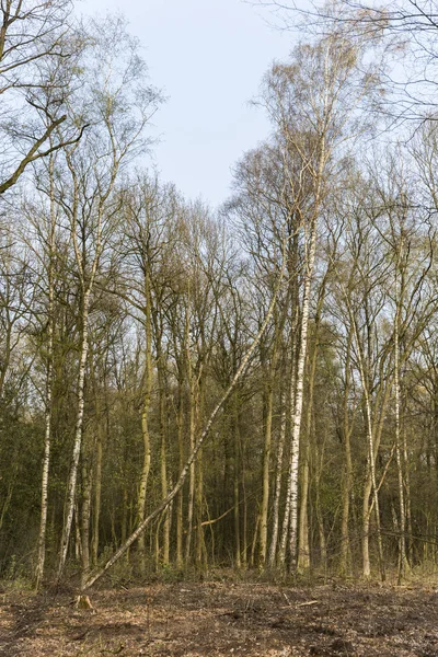 Fallen Tree In The Forest — Stock Photo, Image