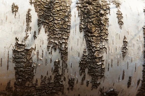 Berkenboom hout textuur in licht — Stockfoto