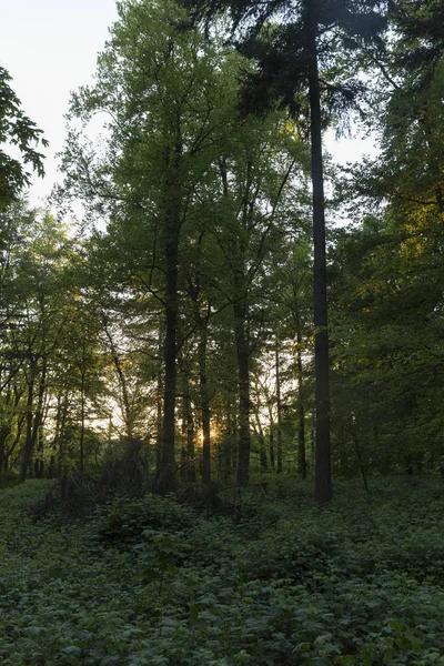 Rayonnement de lumière dorée entre les arbres — Photo