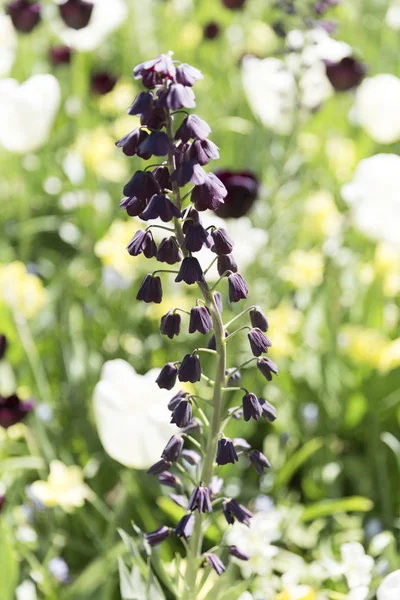 Black Flower In Gorgeous Summer Garden — Stock Photo, Image