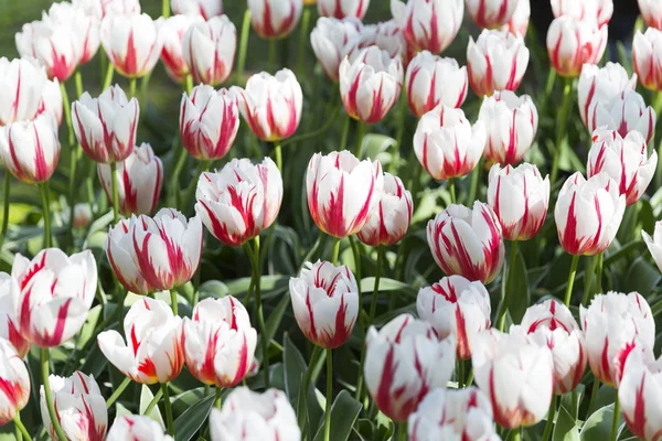 Amazing White & Red Tulips Pattern In Garden Bed