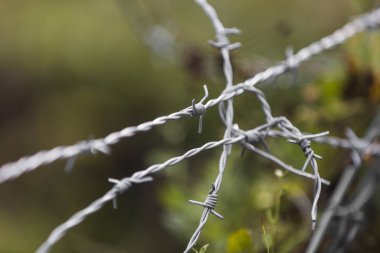 Dağınık Dikenli Tel Bağlı