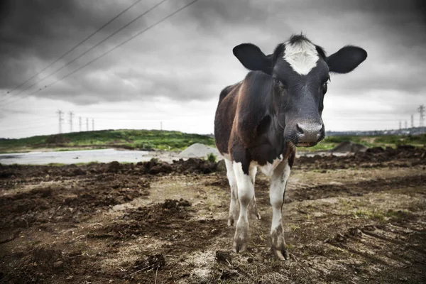 Cow Gazing Through The Lens — ストック写真